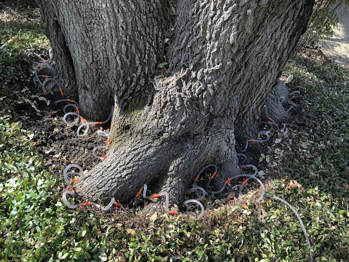 Detailed Tree Cabling and Bracing job site in Cottontown
