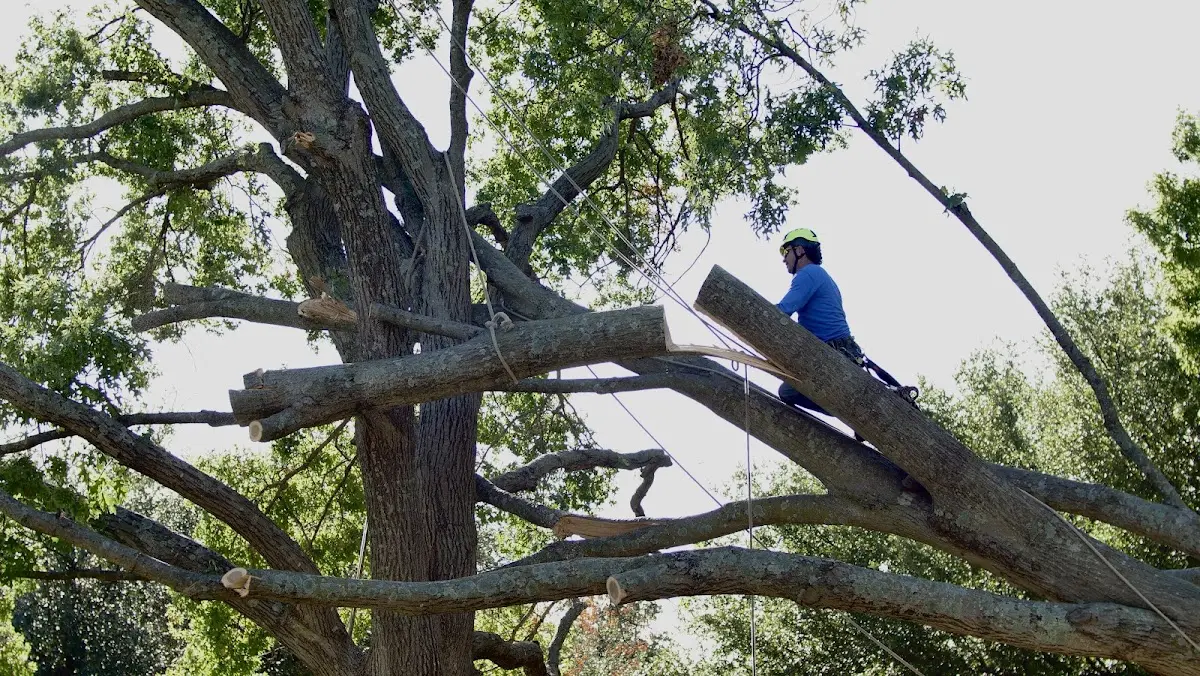 Professional Hazardous Tree Removal performed by certified arborists in Cottontown